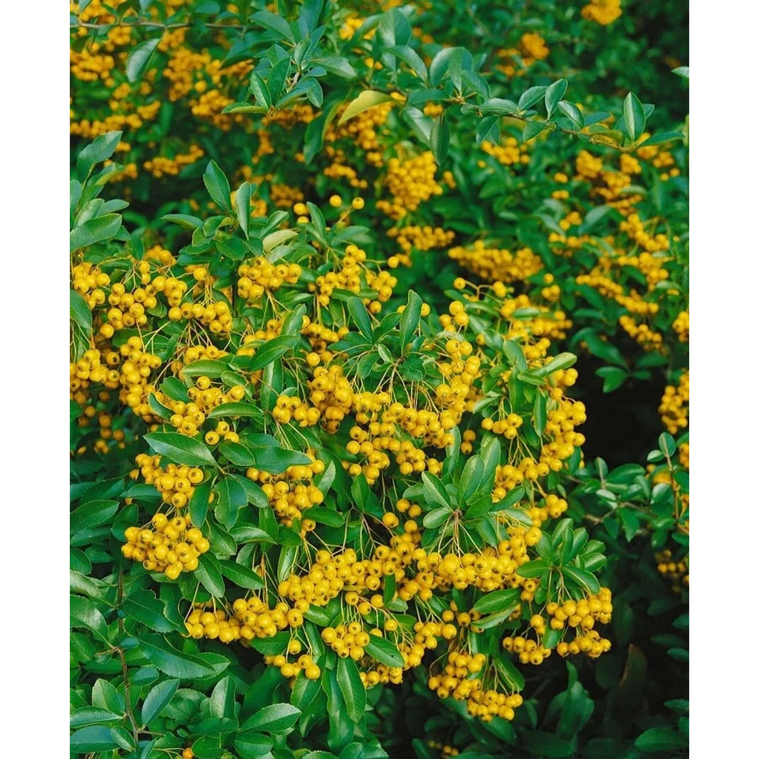 Feuerdorn 'Soleil d'Or' (60-80cm) mit leuchtend gelben Beeren und grünen Blättern.