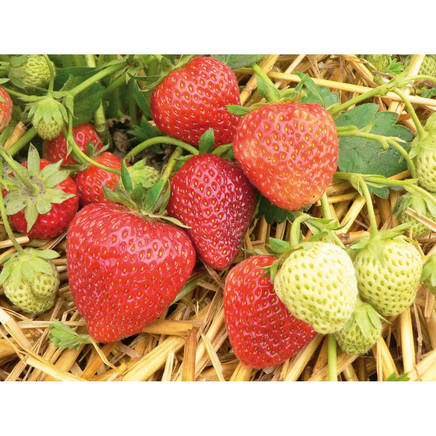 Erdbeerpflanze Korona mit roten, reifen und unreifen Früchten auf Stroh.