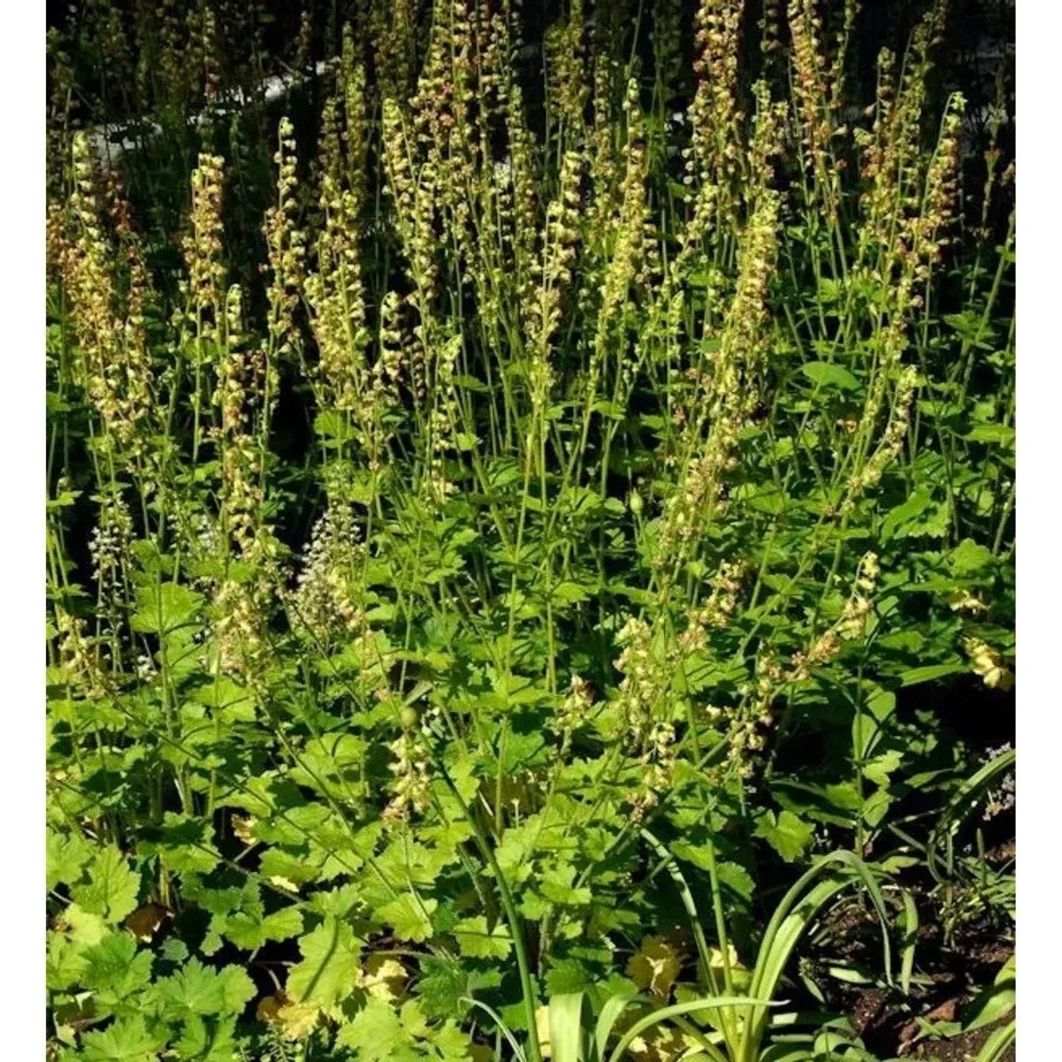 Falsche Allraunwurzel - Tellima grandiflora