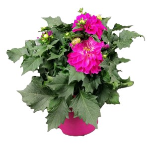 Pinke Dahlie Dahlietta im Topf, ca. 25-30 cm hoch. Sommerblüher für Balkon & Garten.