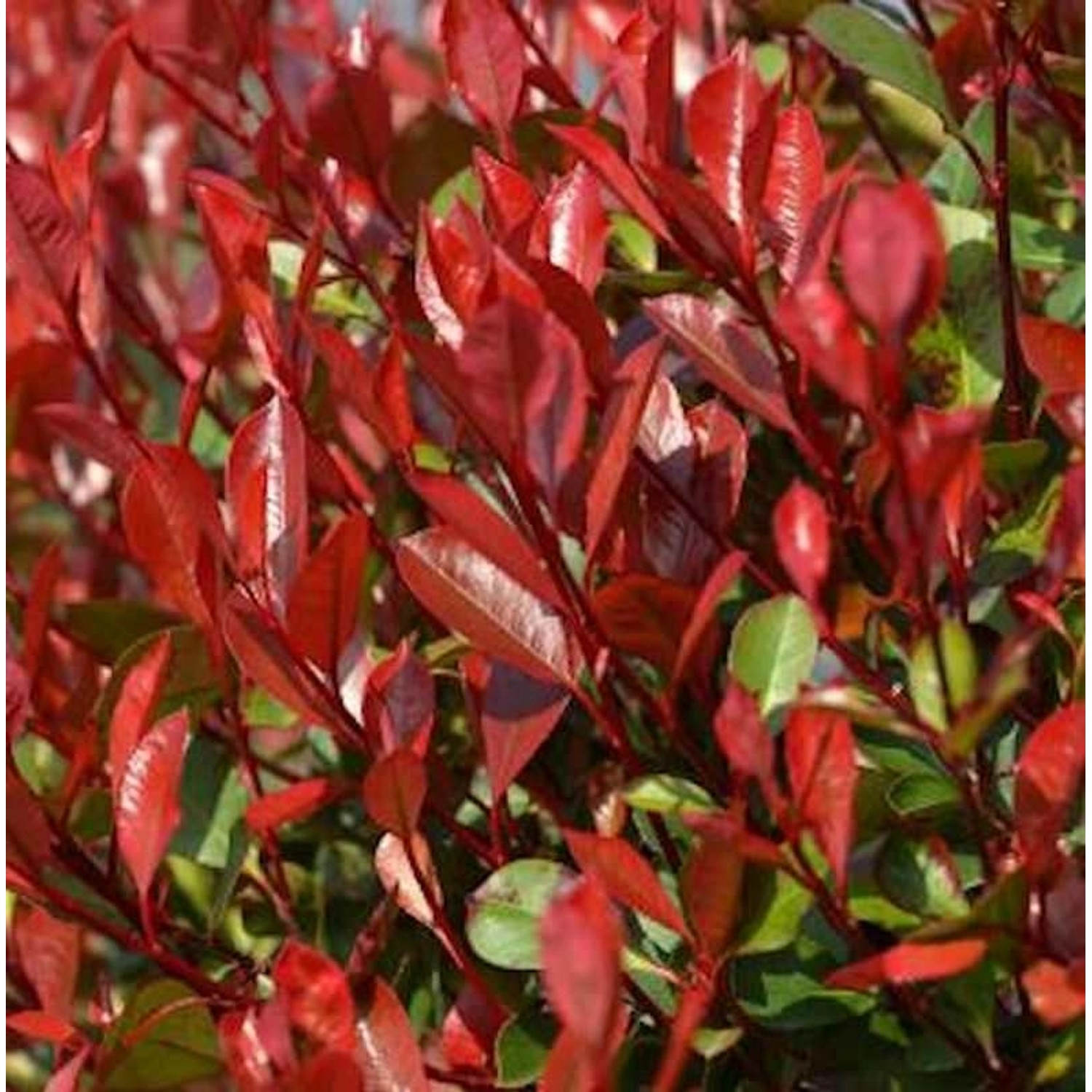 Glanzmispel Dicker Toni 80-100cm - Photinia fraseri günstig online kaufen