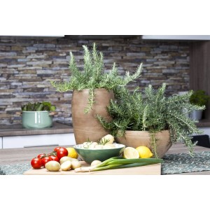 Kriechender Rosmarin 'Prostratus' im Topf, zusammen mit Gemüse und Kräutern in der Küche.