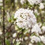 Nahaufnahme des weiß-rosa blühenden Viburnum Burkwoodii Mohawk Duft-Schneeballs.