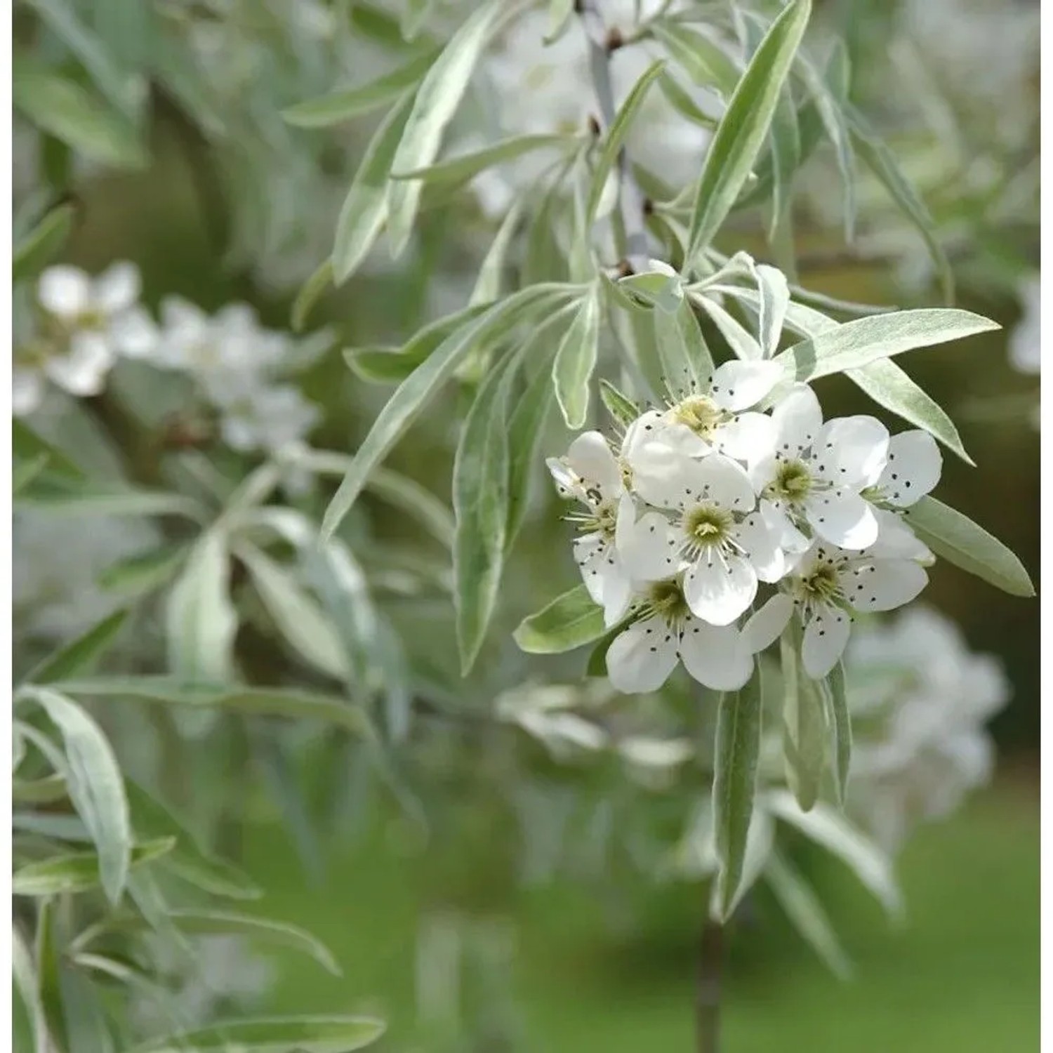 Weidenblättrige Birne 60-80cm - Pyrus salicifolia