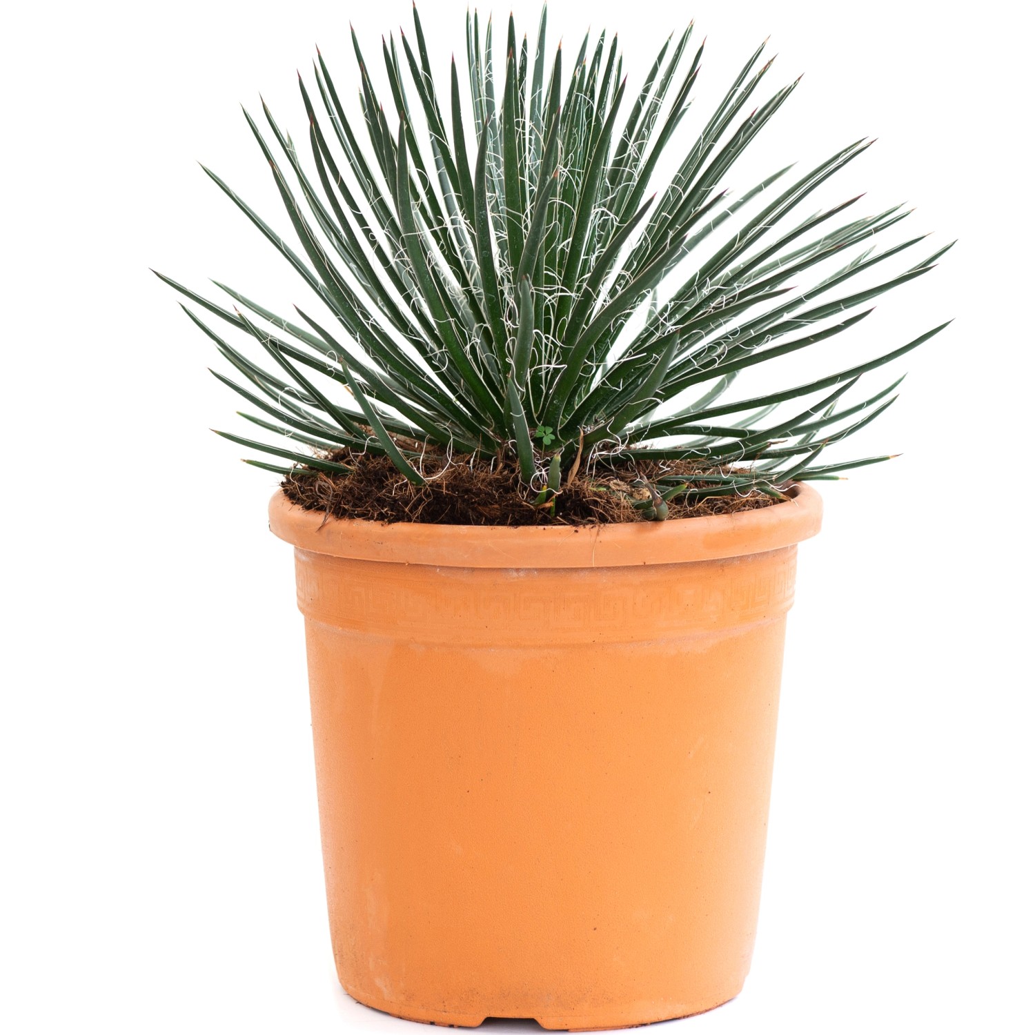 30+ Agave Kaufen Obi, Zudem findet sie unter anderem.