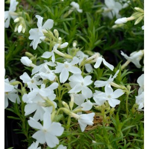 Niedrige Flammenblume Snowflake: Teppichbildende Staude mit weißen Blüten.
