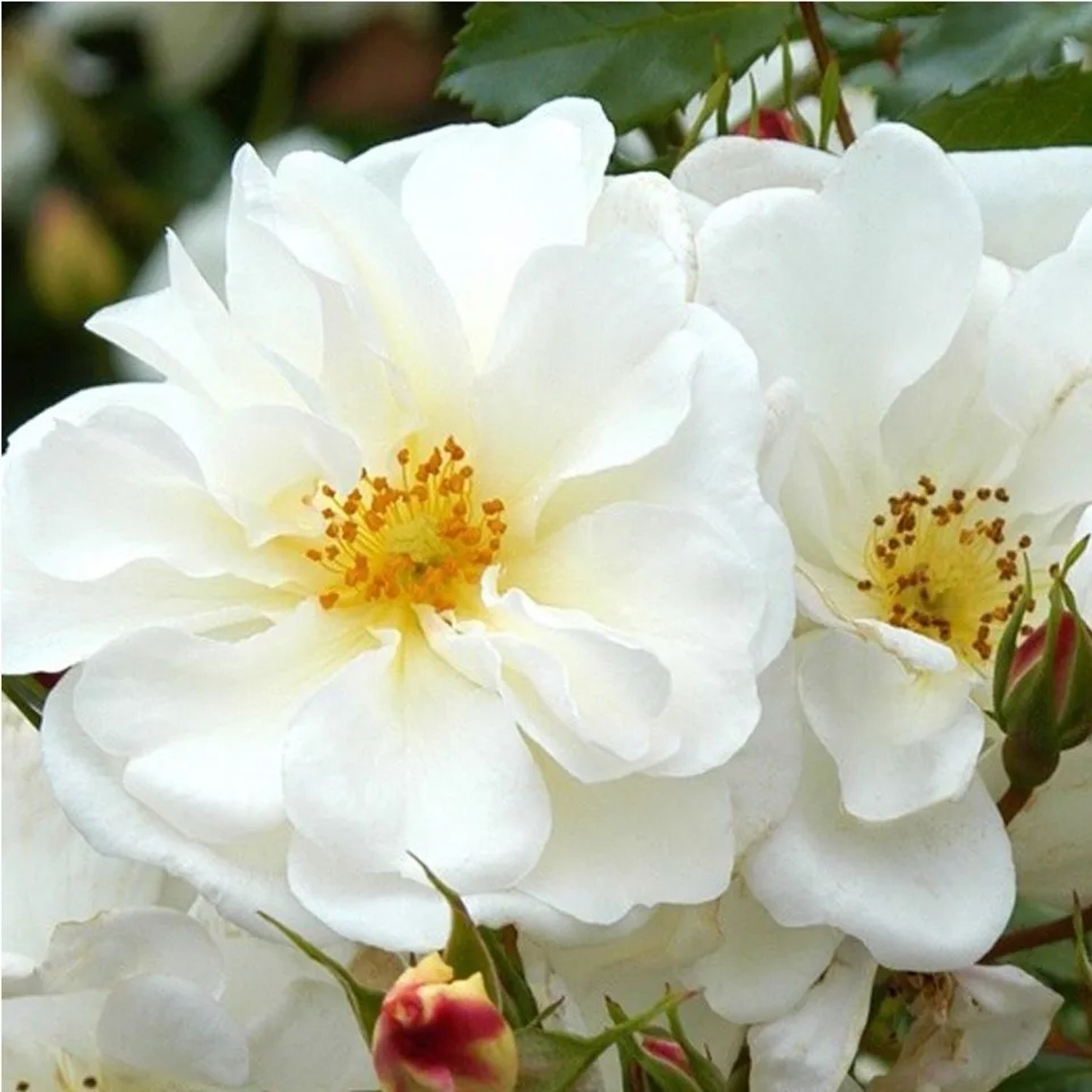 Kordes Rigo-Rose 'Diamant' Rosa Reichblühend