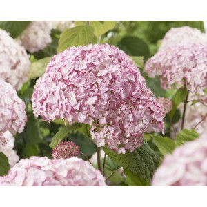 Nahaufnahme der rosafarbenen Ballhortensie Candybell Bubblegum von GROW by OBI.