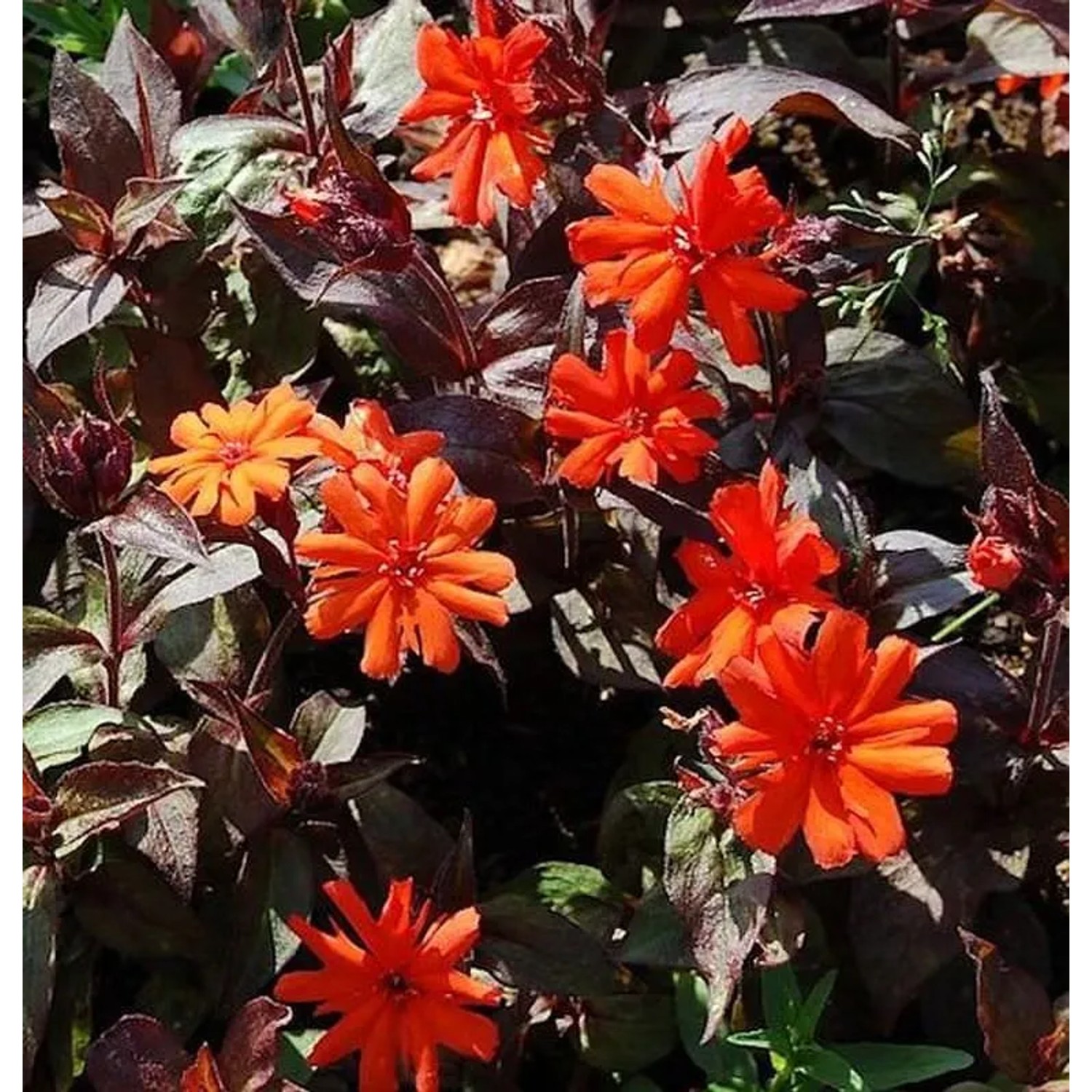 Orangerote Lichtnelke Oranger Zwerg - Lychnis arkwrightii