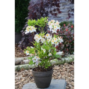 Azalee Persil II im Topf mit weißen Blüten und gelber Mitte, ca. 40-60cm hoch.
