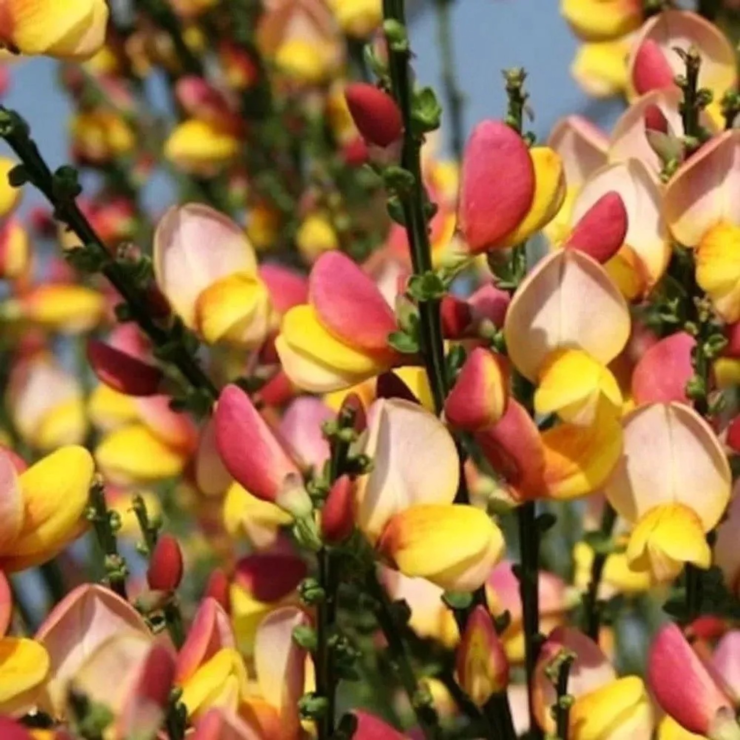 Schmuckginster La Coquette 40-60cm - Cytisus scoparius