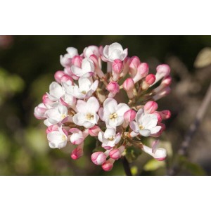 Nahaufnahme des rosa-weißen Duft-Schneeballs Viburnum Carlesii Aurora.