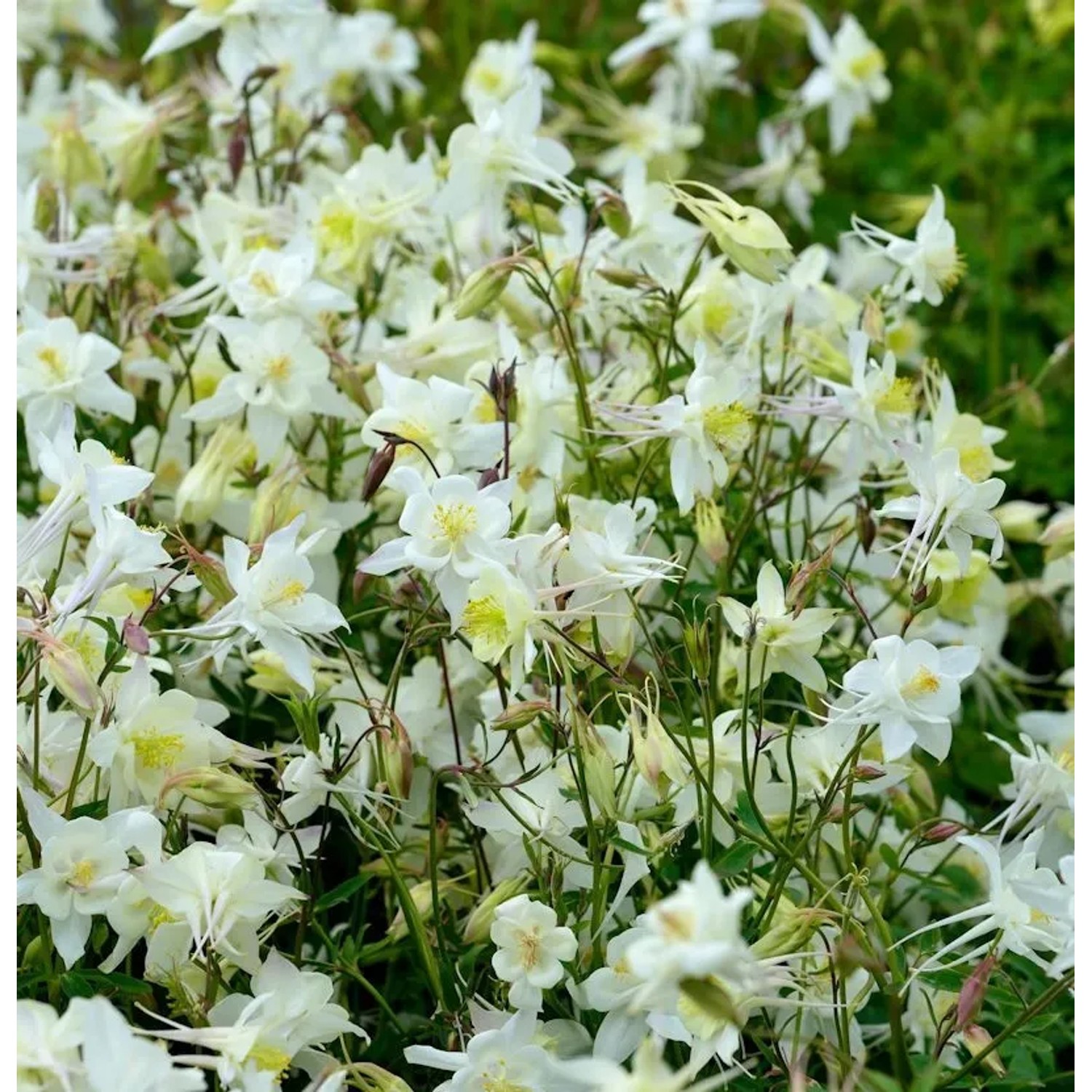 Akelei Clementine White - Aquilegia vulgaris