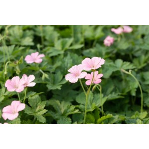 Rosa Storchschnabel 'Wargrave Pink' (Geranium) im 9x9 cm Topf, buschig wachsend.