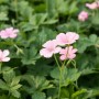 Rosa Storchschnabel 'Wargrave Pink' (Geranium) im 9x9 cm Topf, buschig wachsend.