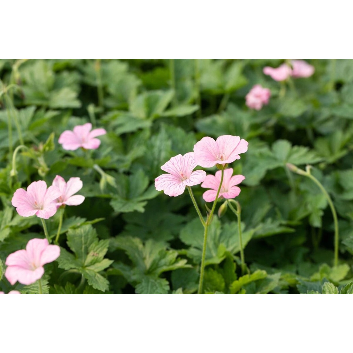 Geranium X Oxonianum Wargrave Pink Storchschnabel Ca. 9x9 cm Topf günstig online kaufen