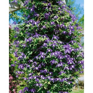 Blühende Clematis Alpina Alpen-Waldrebe mit blauen Blüten an einer Pergola.