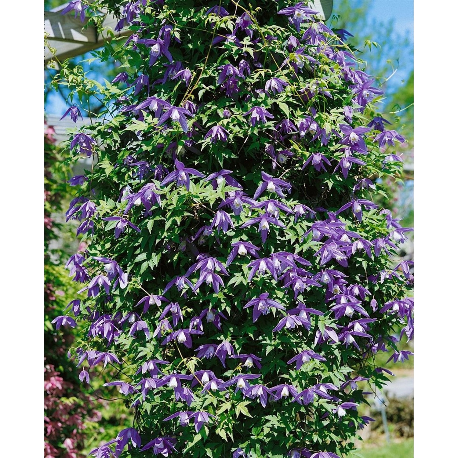 Clematis Alpina Alpen-Waldrebe Blau 80–100 cm günstig online kaufen