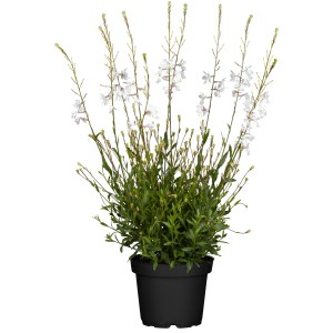 Prachtkerze Weiß im Topf, Gaura lindheimeri, zarte Blütenrispen. Ideal für sonnige Standorte.