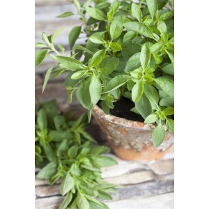 Majoran (Origanum Majorana) im 9x9 cm Topf, grüne Blätter, aromatisches Küchenkraut.