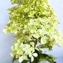 Baumfink Rispenhortensie Phantom als Topfpflanze 40-60cm_3