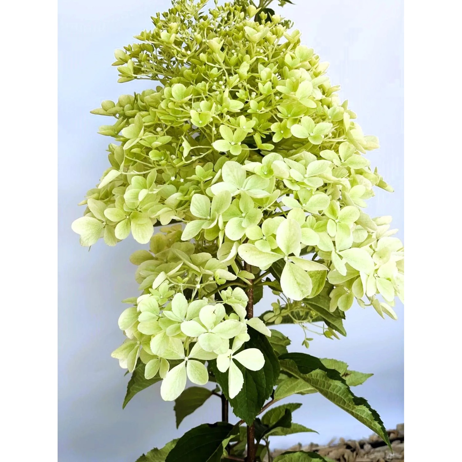 Baumfink Rispenhortensie Phantom als Topfpflanze 40-60cm_3