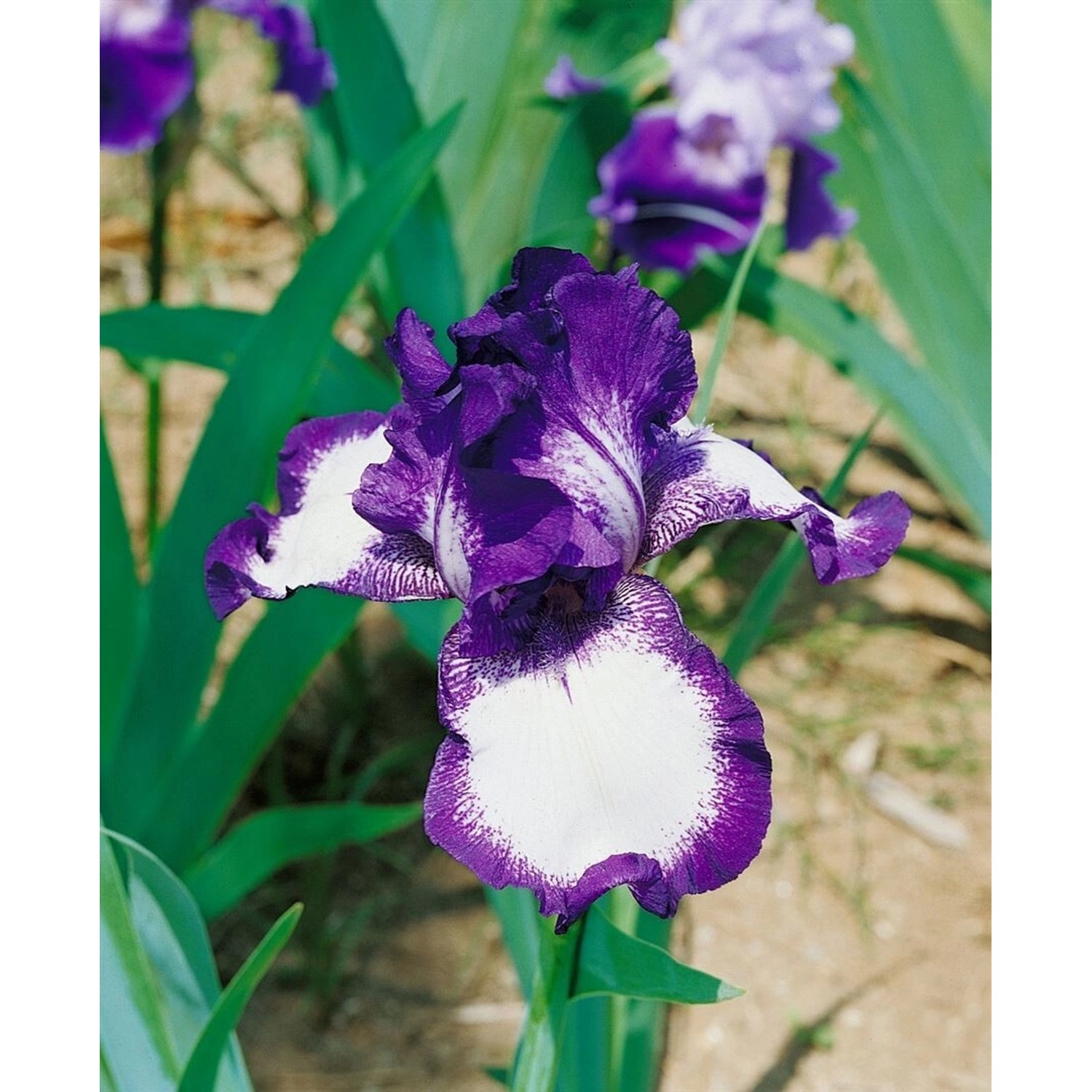 Iris X Barb.-Elat.'Going My Way' Schwertlilie Ca. 11x11 cm Topf günstig online kaufen
