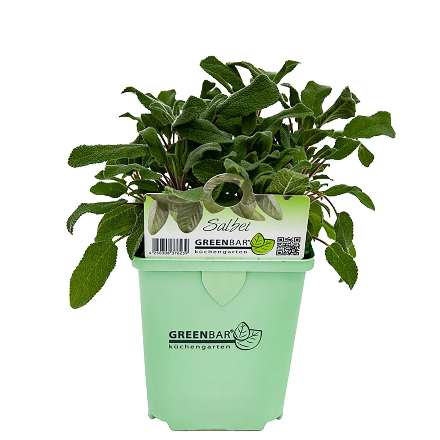 knoblauch saatgut Brlauch Saatgut Wilder Knoblauch fr Gart Gartenpflanze kaufen
