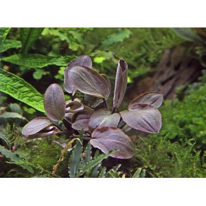 Dennerle Plants Aquariumpflanze Lagenandra Meeboldii Rot im Detail.