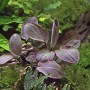 Dennerle Plants Aquariumpflanze Lagenandra Meeboldii Rot im Detail.