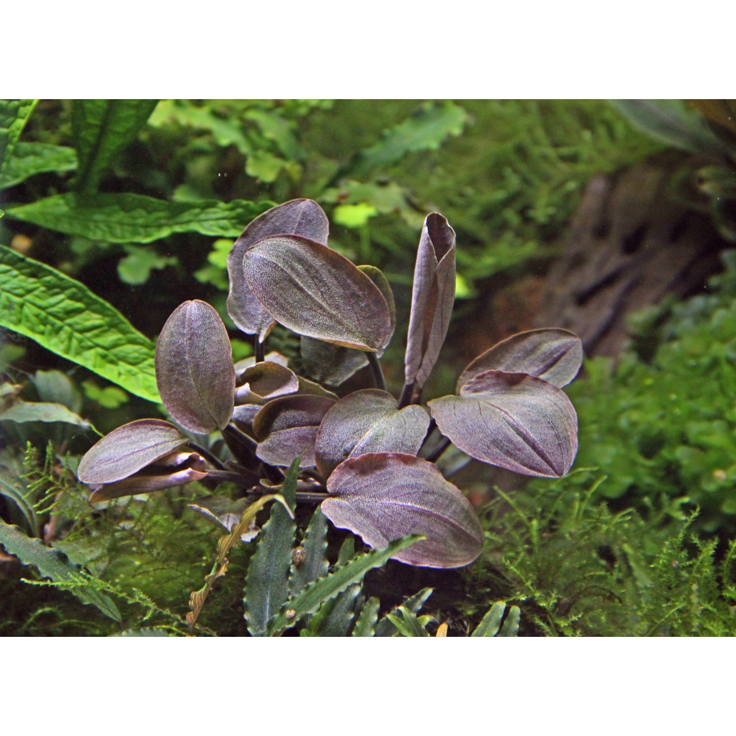 Dennerle Plants Aquariumpflanze Lagenandra Meeboldii Rot im Detail.