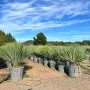 Sunny-Tree Mediterrane Yucca Rostrata Blue Blue Palmlilie Winterharte Pflanze bis -20°C Ideal für Garten & Terrasse_7