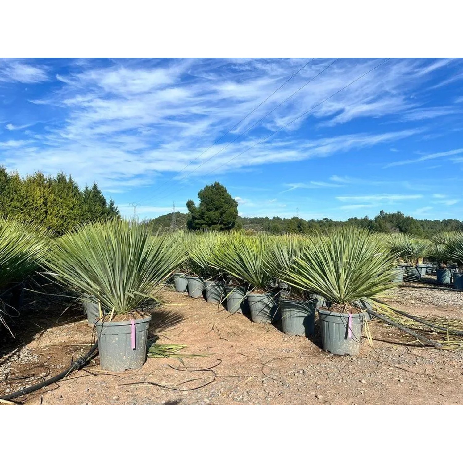 Sunny-Tree Mediterrane Yucca Rostrata Blue Blue Palmlilie Winterharte Pflanze bis -20°C Ideal für Garten & Terrasse_7