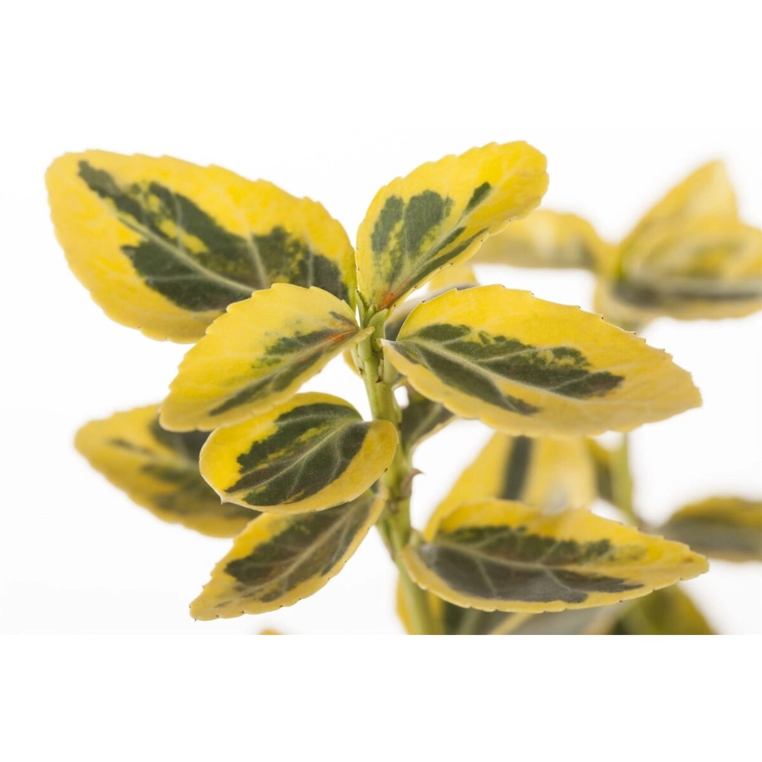 Euonymus Fortunei Emeraldn Gold Spindelstrauch Gelb-Grün 60 cm Hoch günstig online kaufen