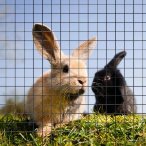 Zwei Kaninchen hinter einem schwarzen Maschendrahtzaun. Drahtgitter für Tiergehege.