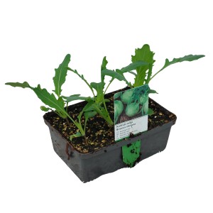 6er Schale Kohlrabi Weiß (Brassica) mit Wurzelballen im Anzuchttopf.