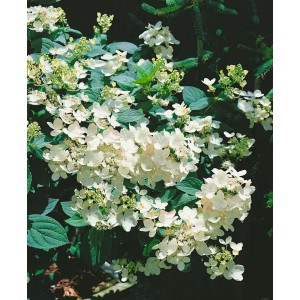 Rispenhortensie 'Pink Diamond', 40-60 cm, mit weißen Blüten. Blühende Zimmerpflanze für Beet und Garten.