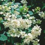 Rispenhortensie 'Pink Diamond', 40-60 cm, mit weißen Blüten. Blühende Zimmerpflanze für Beet und Garten.