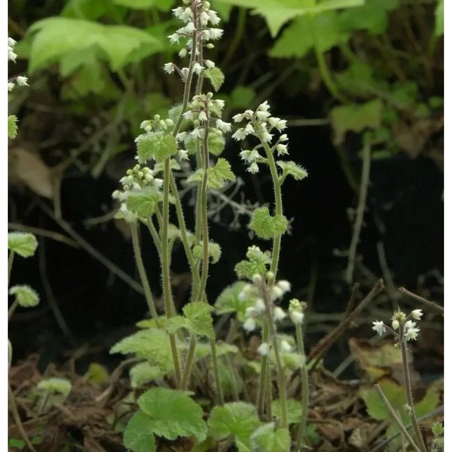 Herzblättrige Schaumblüte Filigram - Tiarella polyphylla