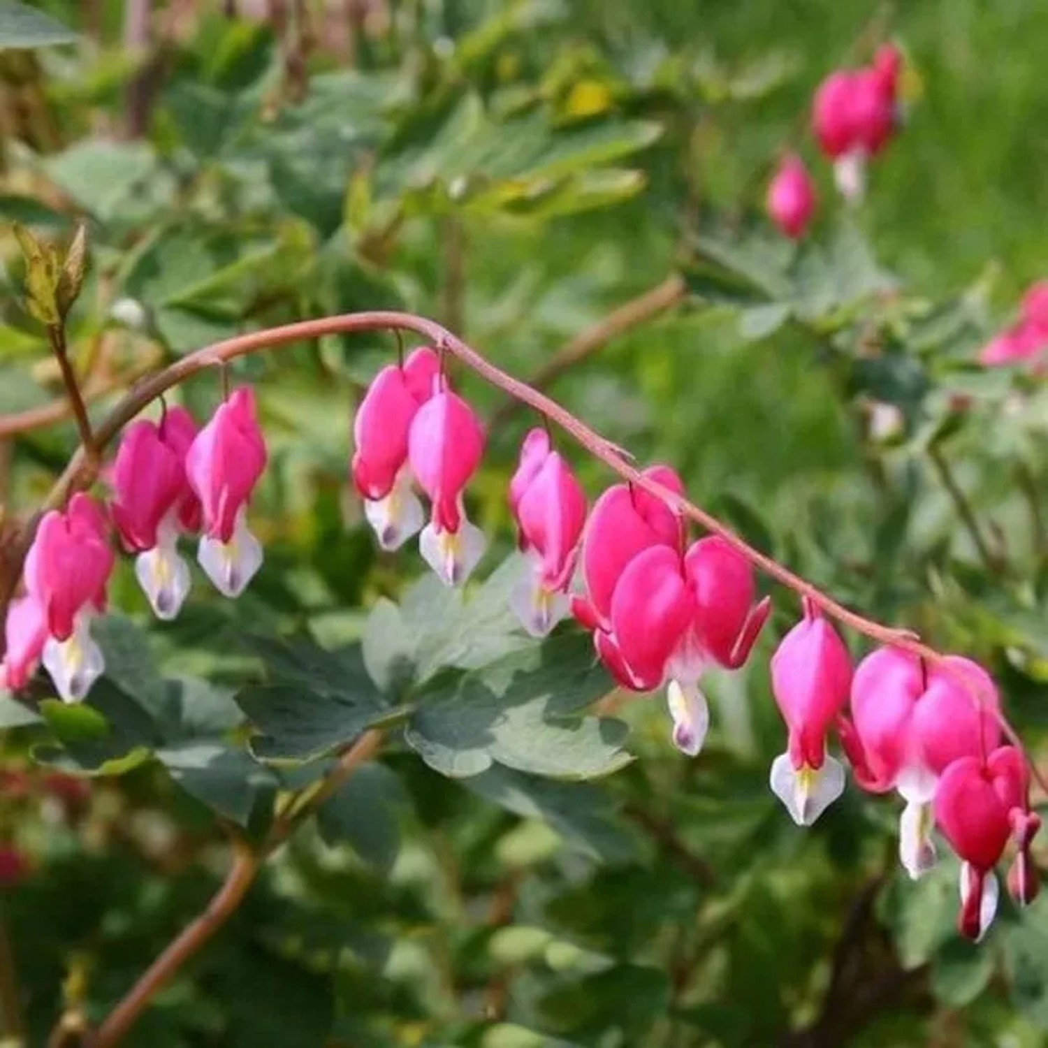 Zwergherzblume King of Hearts - Dicentra formosa
