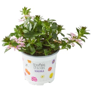 Fächerblume (Scaevola) im Farbmix, Topf ca. 10,5 cm, mit rosa Blüten.
