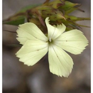 Gelbe Balkan Nelke (Dianthus knappii), Staude mit hellgelben Blütenblättern.