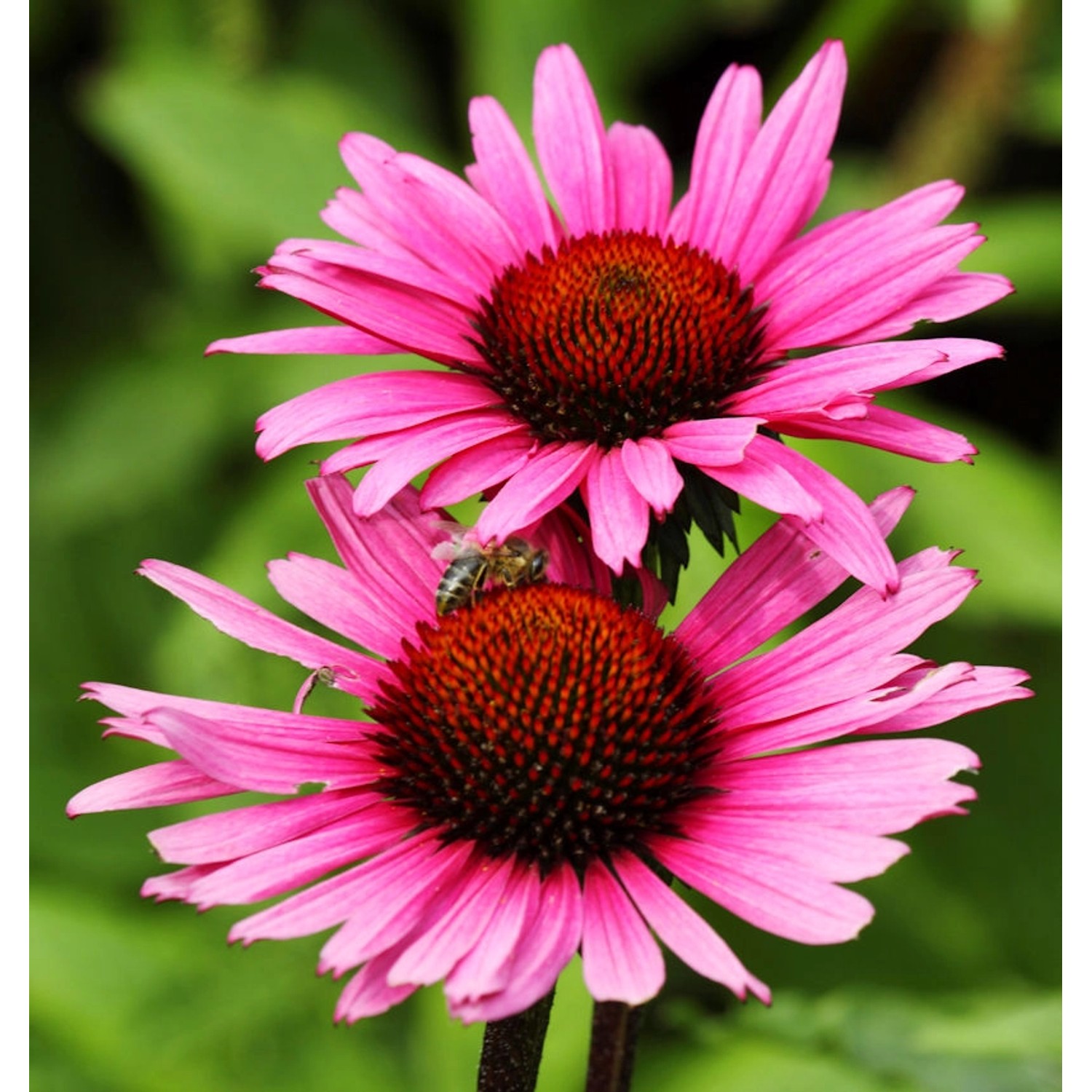 Sonnenhut Vintage Wine - Echinacea purpurea günstig online kaufen