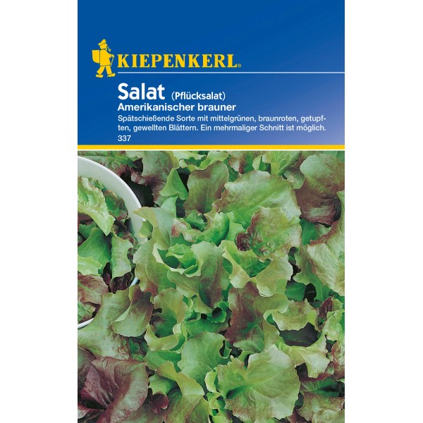 Salat Gemüsepflanzen kaufen bei OBI