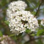 Nahaufnahme des Osterschneeballs (Viburnum burkwoodii) mit weißen Blüten.