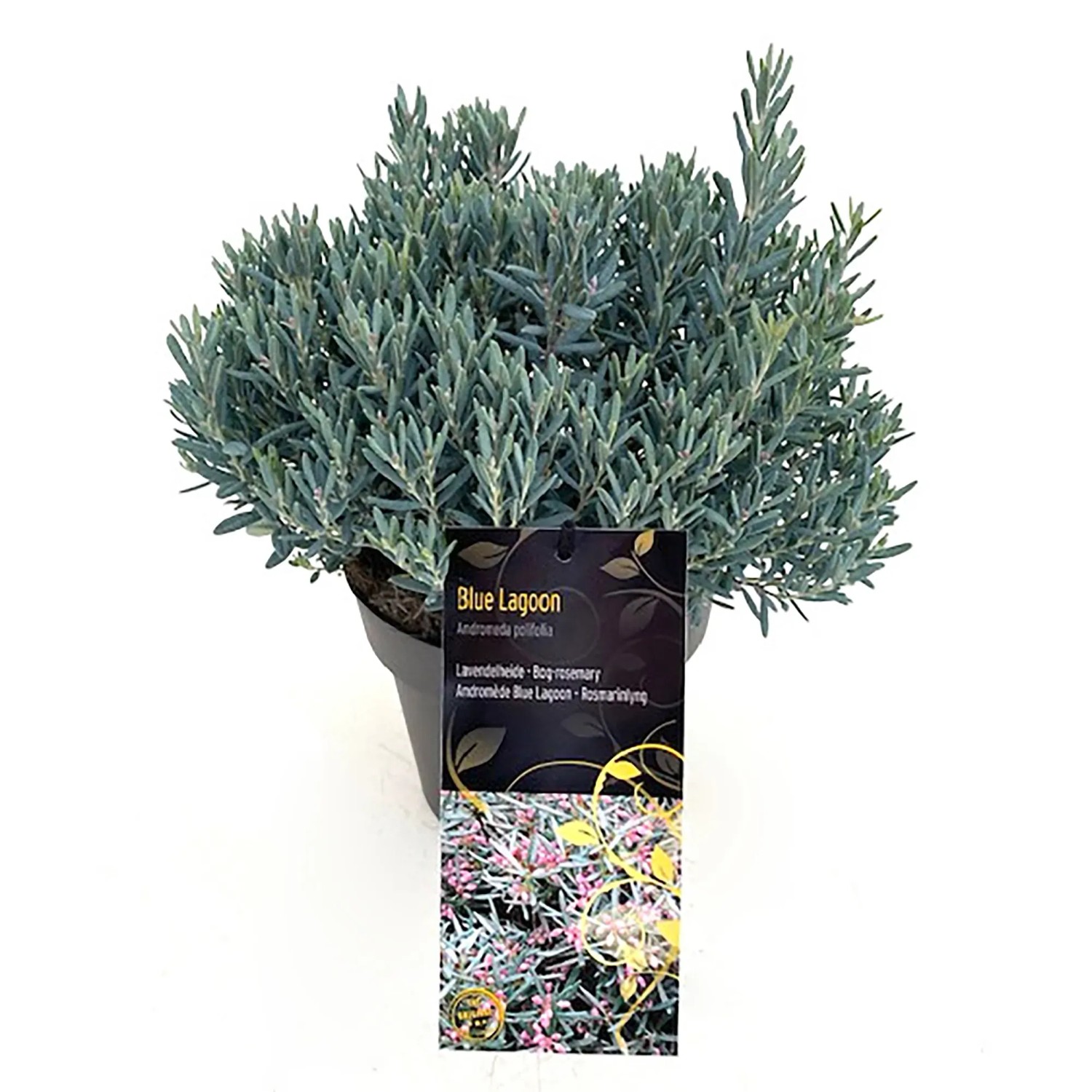 Rosmarinheide Blue Lagoon Rosa Höhe ca. 20 - 30 cm Topf ca. 2,3 l Andromeda