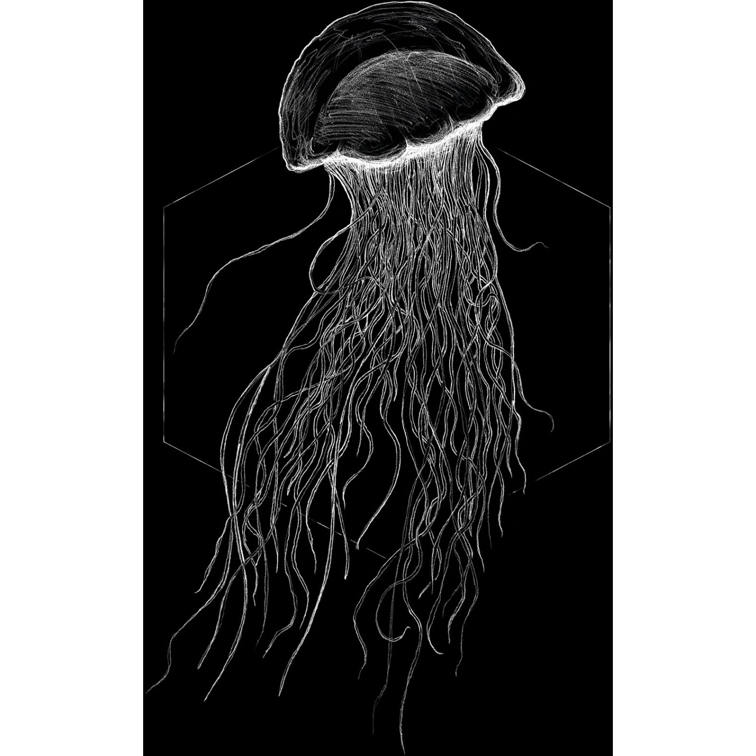 Komar Wandbild Jellyfish Black 40 x 50 cm