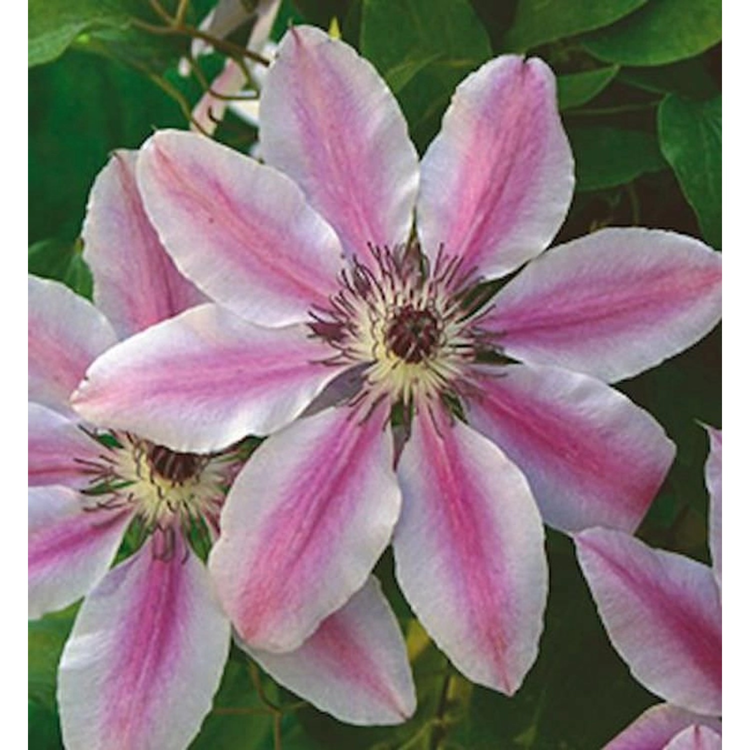 Waldrebe Nelly Moser 60-80cm - Clematis günstig online kaufen