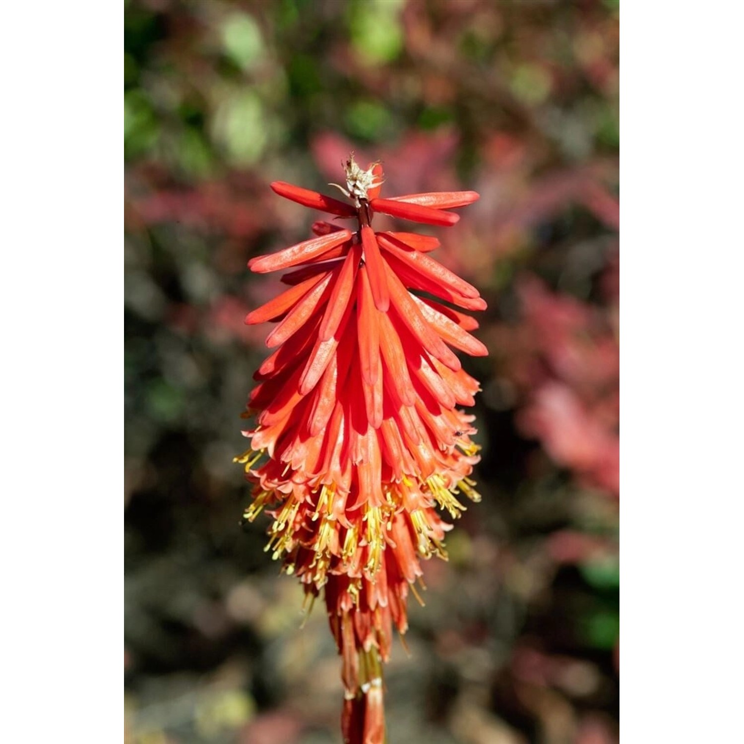 Nahaufnahme der roten Fackellilie 'Nancy's Red' im 11x11 cm Topf. Blühende Zimmerpflanze mit leuchtenden Blüten.