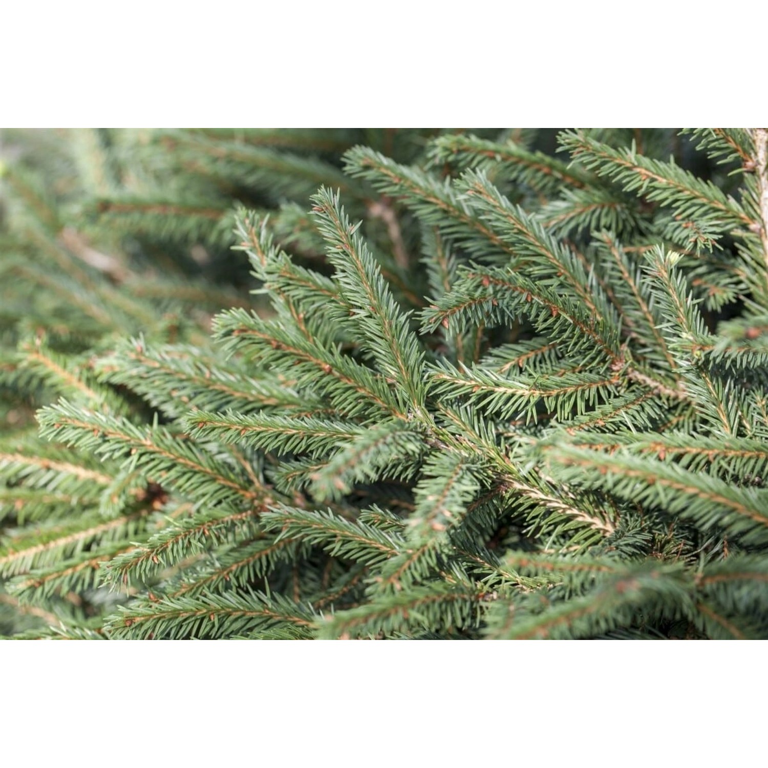 Picea Abies Nidiformis Nestfichte Kompakt 30–40 cm günstig online kaufen